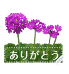 礼文の花(自由文字スタンプ) vol.1（個別スタンプ：2）