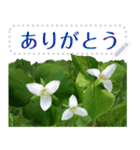 礼文の花(自由文字スタンプ) vol.1（個別スタンプ：3）