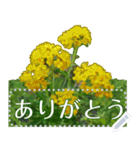 礼文の花(自由文字スタンプ) vol.1（個別スタンプ：6）