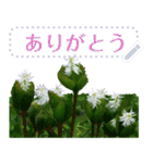 礼文の花(自由文字スタンプ) vol.1（個別スタンプ：7）