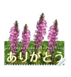 礼文の花(自由文字スタンプ) vol.1（個別スタンプ：11）