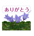 礼文の花(自由文字スタンプ) vol.1（個別スタンプ：12）