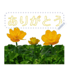 礼文の花(自由文字スタンプ) vol.1（個別スタンプ：13）