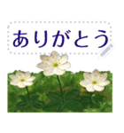 礼文の花(自由文字スタンプ) vol.1（個別スタンプ：14）