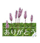 礼文の花(自由文字スタンプ) vol.1（個別スタンプ：16）