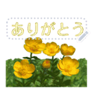 礼文の花(自由文字スタンプ) vol.1（個別スタンプ：17）