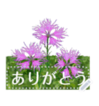 礼文の花(自由文字スタンプ) vol.1（個別スタンプ：19）