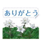 礼文の花(自由文字スタンプ) vol.1（個別スタンプ：21）