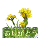 礼文の花(自由文字スタンプ) vol.1（個別スタンプ：22）