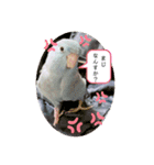 マメルリハのリルちゃん7（個別スタンプ：4）