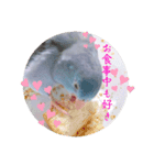 マメルリハのリルちゃん7（個別スタンプ：5）