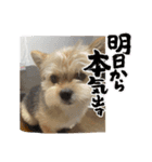 鈴、忍挨拶スタンプ（個別スタンプ：5）
