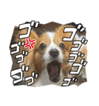 鈴、忍挨拶スタンプ（個別スタンプ：8）