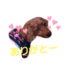 トイプのマロン（個別スタンプ：5）