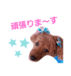 トイプのマロン（個別スタンプ：9）
