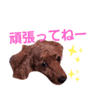 トイプのマロン（個別スタンプ：10）