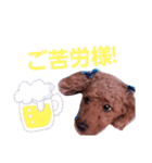 トイプのマロン（個別スタンプ：12）