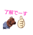 トイプのマロン（個別スタンプ：16）