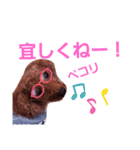 トイプのマロン（個別スタンプ：19）