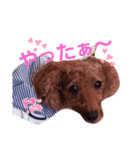 トイプのマロン（個別スタンプ：23）