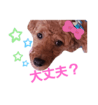 トイプのマロン（個別スタンプ：25）