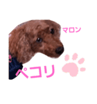 トイプのマロン（個別スタンプ：27）