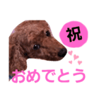 トイプのマロン（個別スタンプ：30）