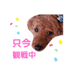 トイプのマロン（個別スタンプ：35）