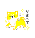 毎日。かわいい。しば犬ぽこ。ぴよぽこ。（個別スタンプ：21）