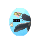 生き物達×クサガメのシラ！（個別スタンプ：1）