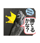 生き物達×クサガメのシラ！（個別スタンプ：5）