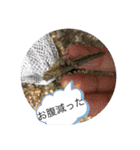 生き物達×クサガメのシラ！（個別スタンプ：10）