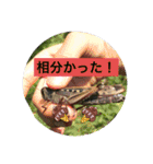 生き物達×クサガメのシラ！（個別スタンプ：12）