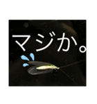 生き物達×クサガメのシラ！（個別スタンプ：13）