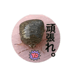 生き物達×クサガメのシラ！（個別スタンプ：15）
