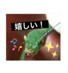 生き物達×クサガメのシラ！（個別スタンプ：16）