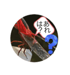 生き物達×クサガメのシラ！（個別スタンプ：17）
