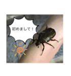 生き物達×クサガメのシラ！（個別スタンプ：19）