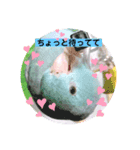 マメルリハのリル8（個別スタンプ：4）