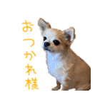 おちゅりちゃんの日常使いスタンプ（個別スタンプ：16）