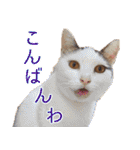 おちゅりちゃんの日常使いスタンプ（個別スタンプ：35）