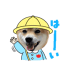 柴犬 こまめ（個別スタンプ：1）