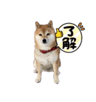 柴犬 こまめ（個別スタンプ：4）