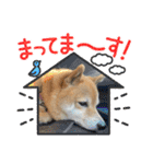 柴犬 こまめ（個別スタンプ：17）