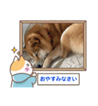 柴犬 こまめ（個別スタンプ：24）