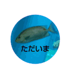 さかなのスタンプ、（個別スタンプ：26）