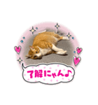 茶トラ猫 ウルソ（個別スタンプ：2）