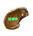 茶トラ猫 ウルソ（個別スタンプ：6）