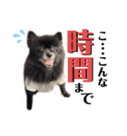 みんな一緒に①！巨大ポメラニアンと黒猫（個別スタンプ：1）