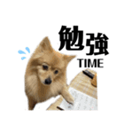 みんな一緒に①！巨大ポメラニアンと黒猫（個別スタンプ：16）